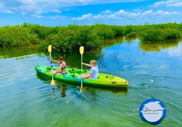 Demi-journée dans la mangrove du Saloum