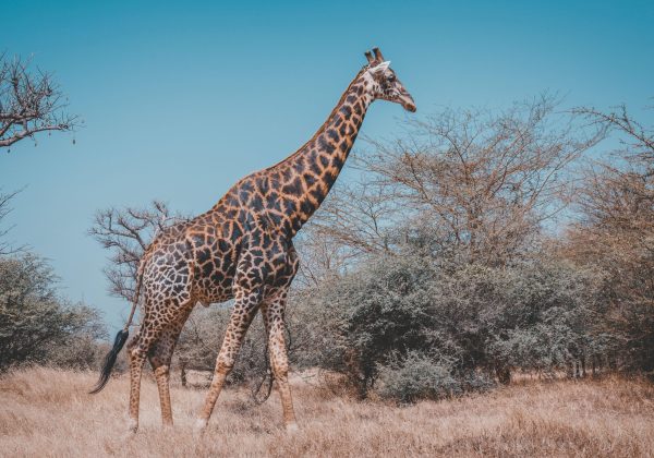 aliunix-0S1XOkS3Yig-unsplash